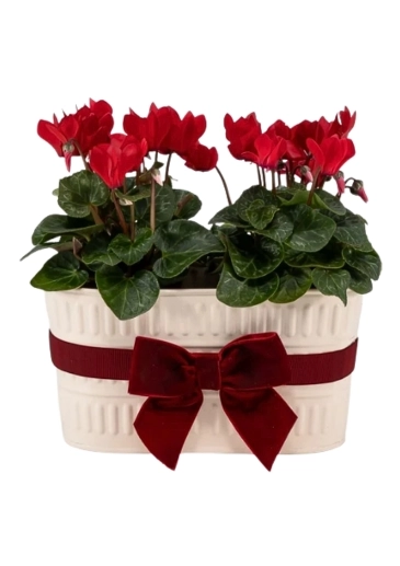Featuring two vibrant red cyclamen beautifully planted together in a contemporary zinc planter
